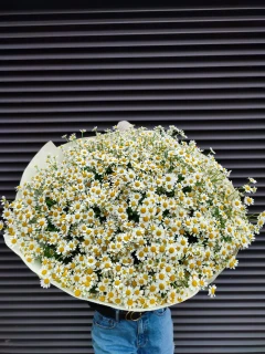 Złocień Maruna - Urokliwe Rumianeczki