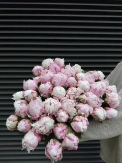 Słodkie Peonie Pastelowe - zdjęcie 4