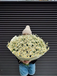 Złocień Maruna - Urokliwe Rumianeczki