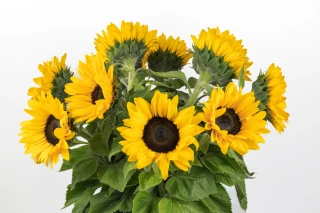 Bukiet Słoneczników